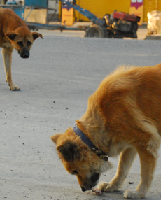 Pokhara dogs