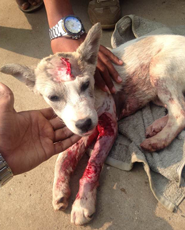 This poor puppy was involved in a road accident and brought to HART by Krishna Rana
