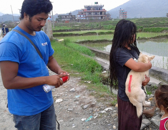 After vaccination, dogs are marked with short-lasting spray colour to assist identification during our post-vaccination census and to demonstrate to the community that this animal is safe from rabies