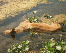 The corpse of one of the poisoned dogs was found floating in the local river