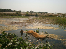 One of the victims of the Sauraha dog poisoning campaign