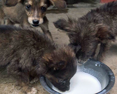 These little puppies were abandoned in a dumpster during this rainy season. HART supporter, Dharmen Singh, has resettled them to new loving homes