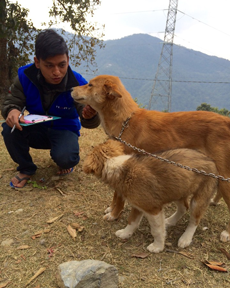 Saroj checking over a mum and pup during a vaccination camp in Pokhara Lekhnath Ward 22