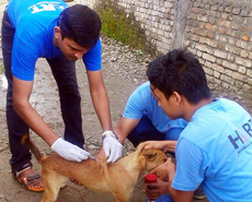 Anti-rabies vaccination on the streets of Sauraha