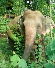 Srijana grazing in the new chain-free compound