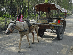 Tonga cart