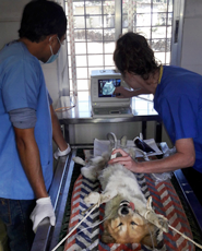 Dr Michelle demonstrating the use of the new ultrasound machine to HART vet, Dr Bharat Regmi