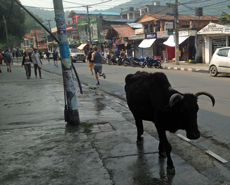 The cow is now regularly seen roaming the streets of Pokhara
