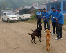 To make them easier to catch, street dogs were enticed with biscuits